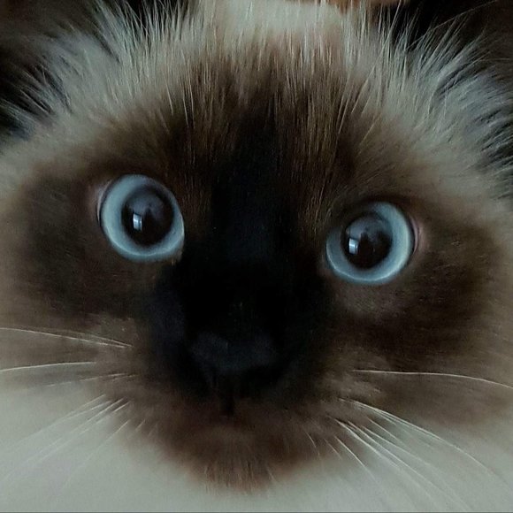 Meet your Posher, Deborah - Picture 1 of 1